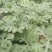 8424西瓜5斤打底8成熟1茬