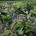 油茶苗70~100cm