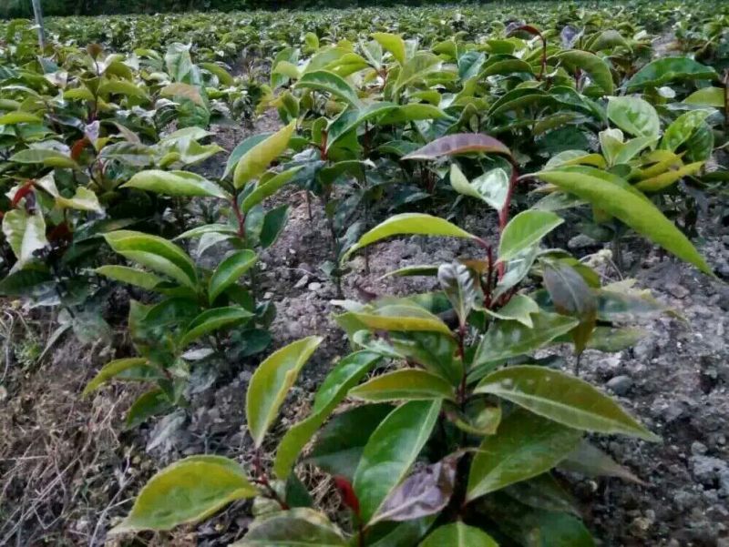 油茶苗70~100cm