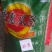 瓜子包装