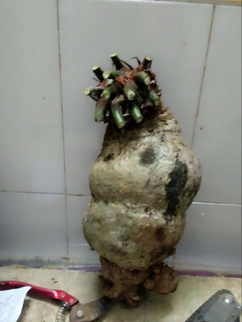 紫薇