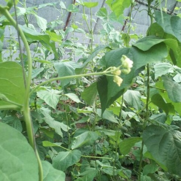 架豆王豆角20厘米以上