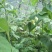 架豆王豆角20厘米以上