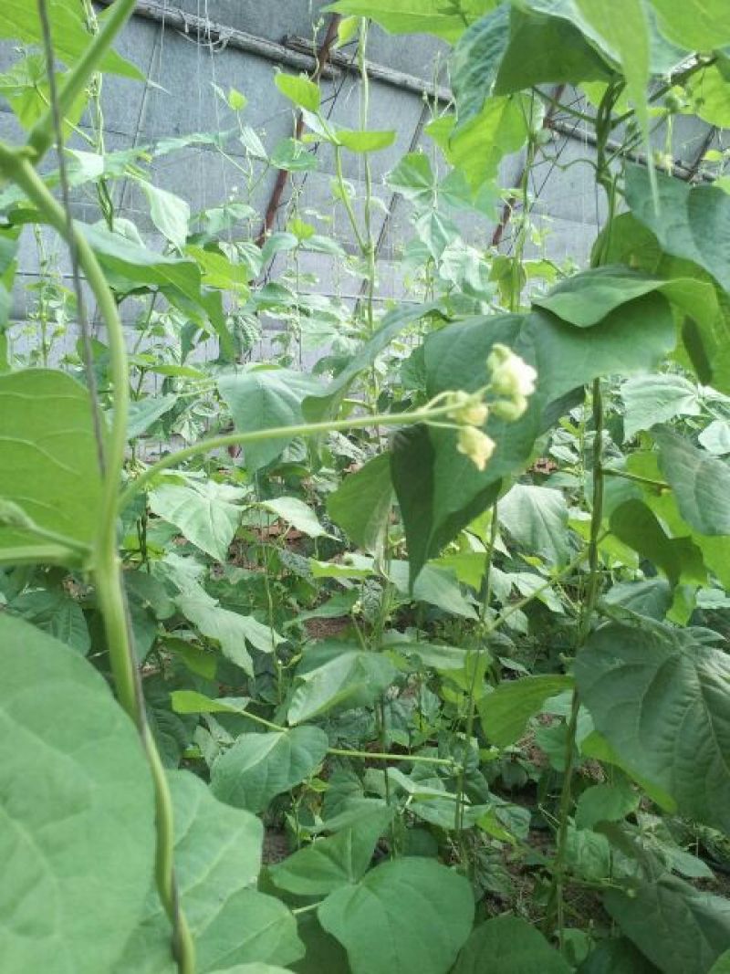 架豆王豆角20厘米以上
