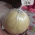 酥梨550~600g纸袋