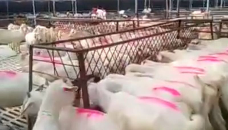 山羊肉羊