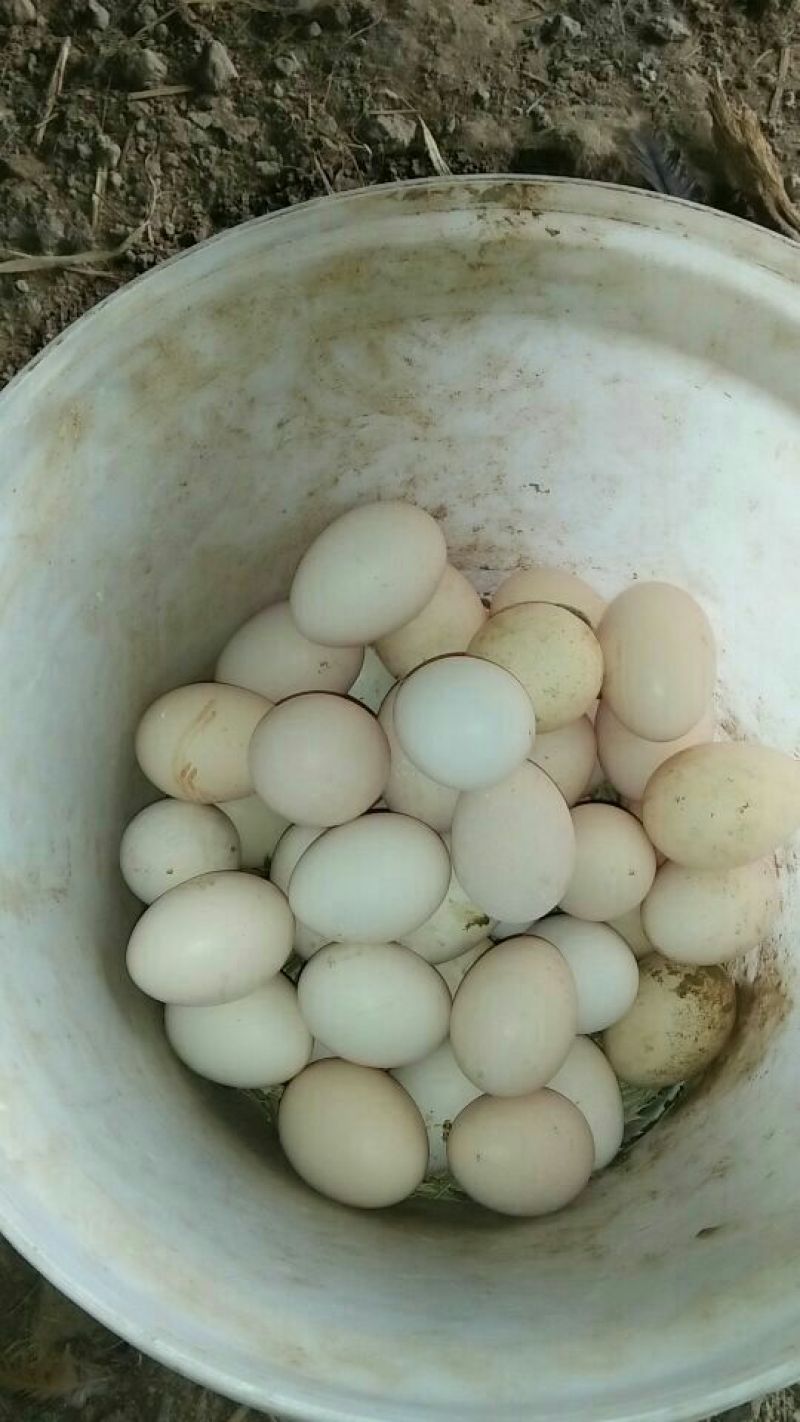 土鸡蛋食用50~60g