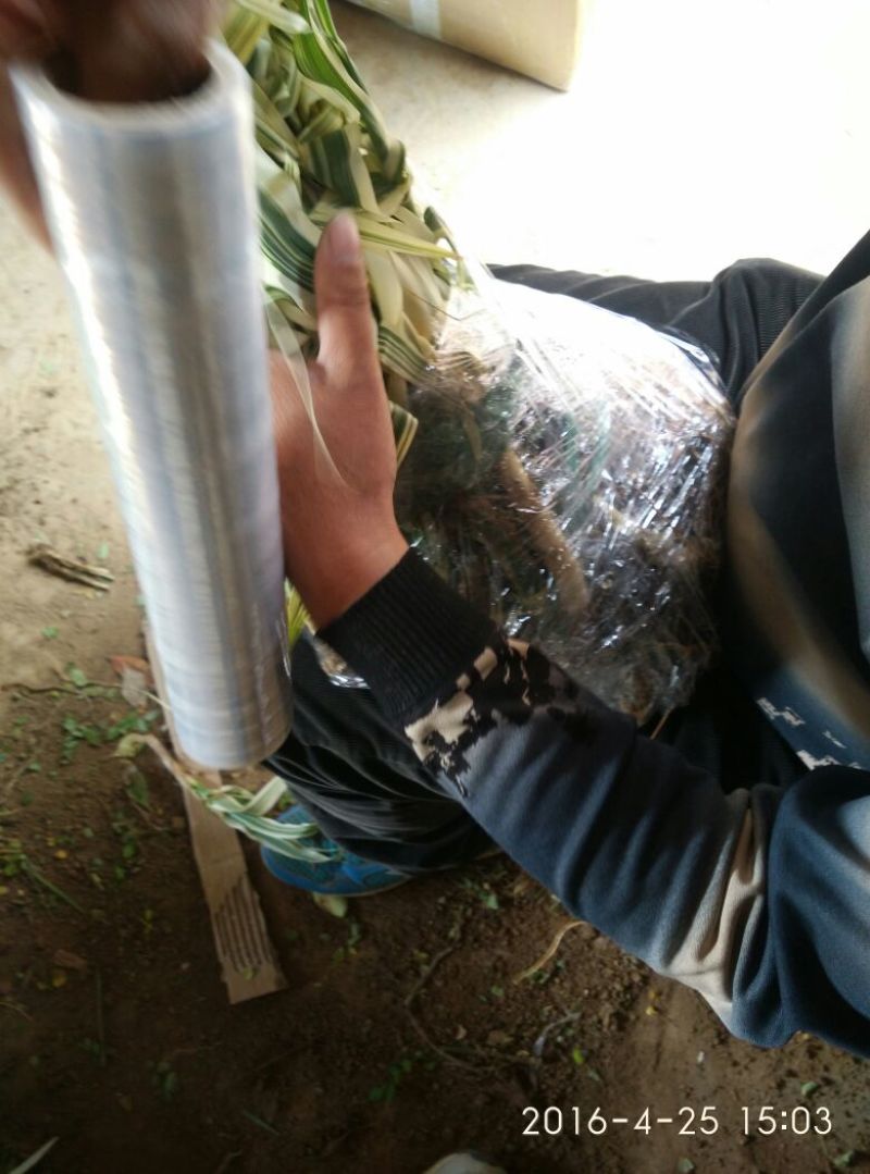 芦竹根花叶芦苇包邮1元一芽！可视频看货选货