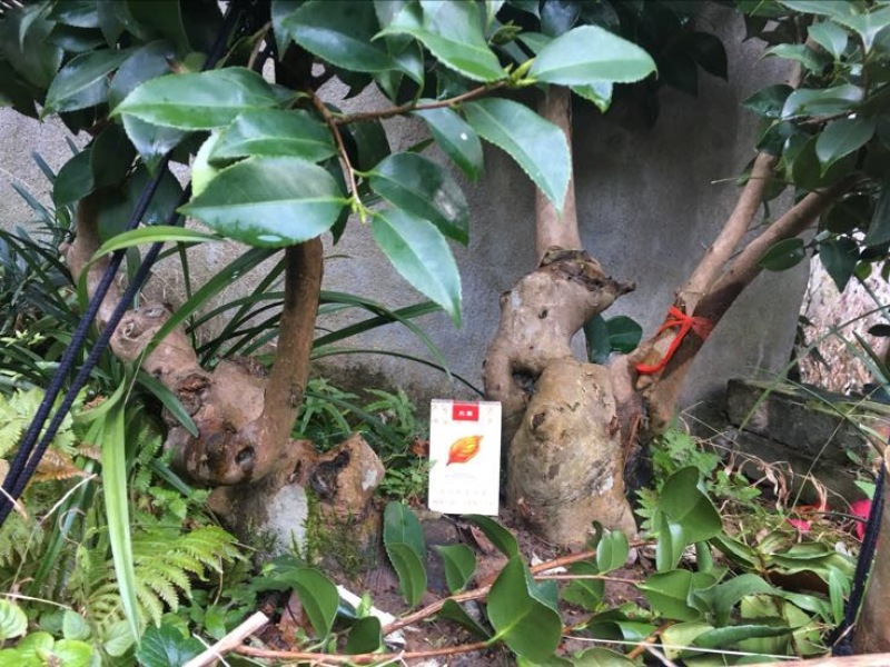 茶花