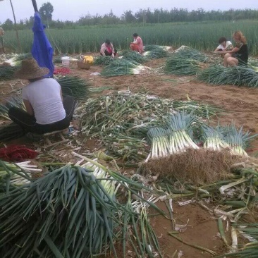 大荔青葱大葱长白大葱章丘大葱粗细分拣