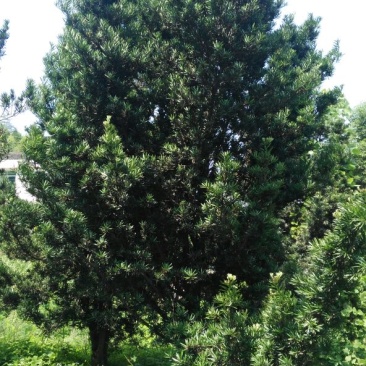 罗汉松10~12cm6~8cm3~3.5米
