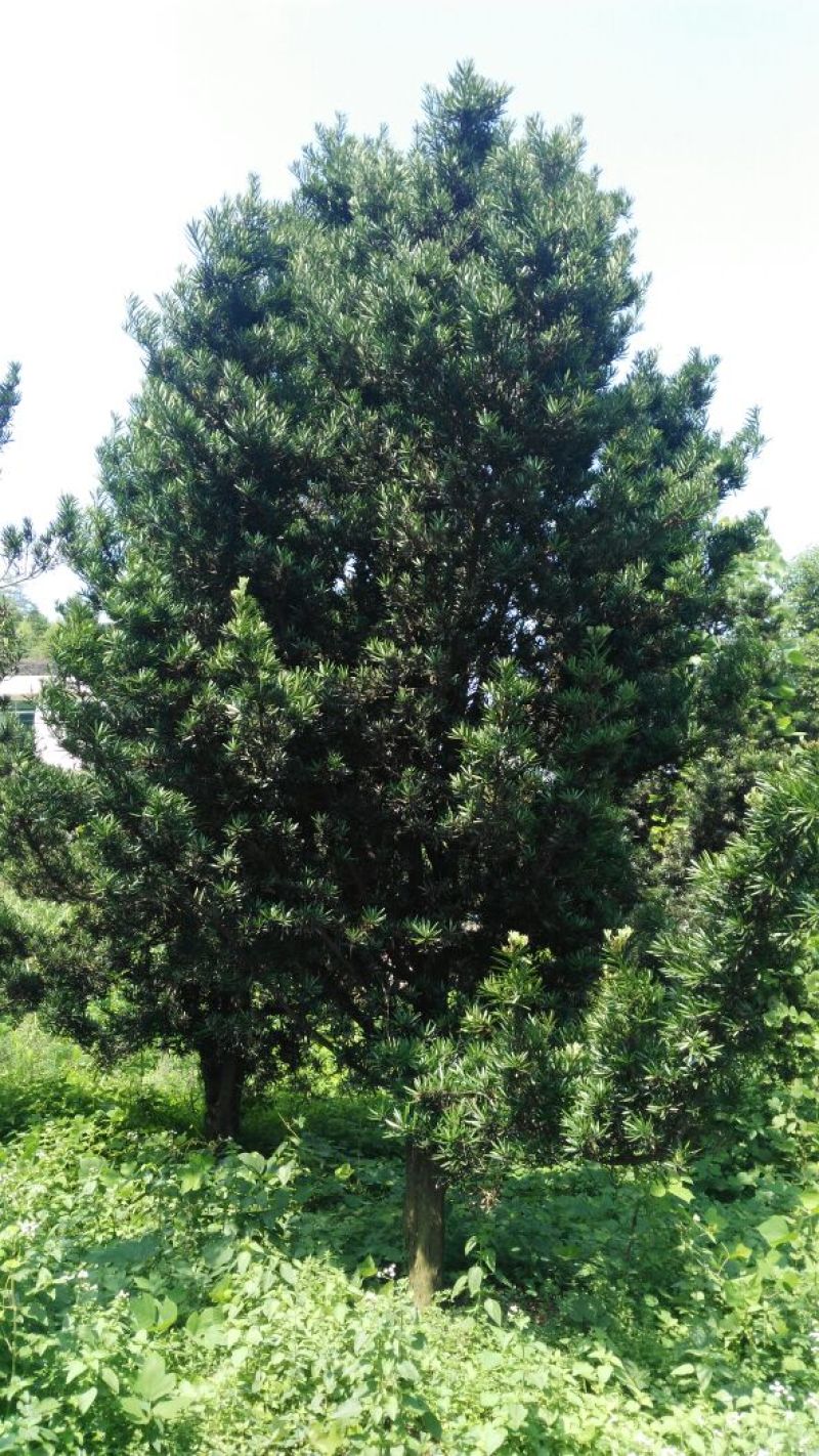罗汉松10~12cm6~8cm3~3.5米