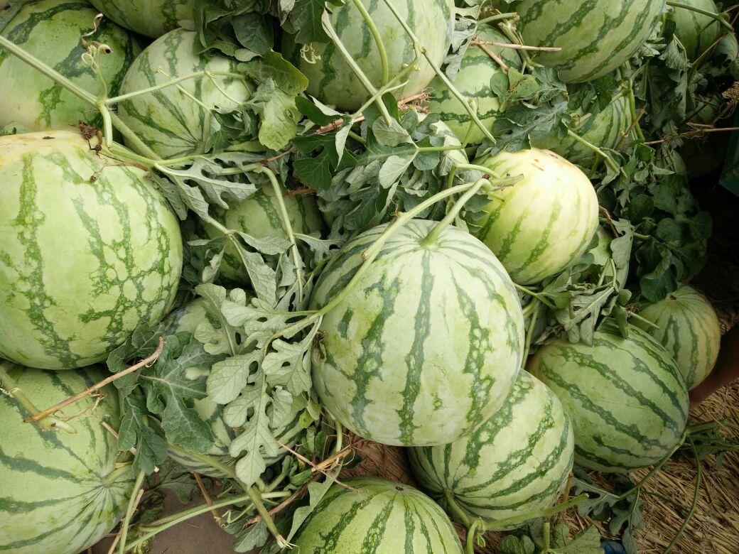 无籽西瓜在阳光下的田野中成熟,藤蔓缠绕,绿叶茂盛 无籽西瓜在田间生长的状态