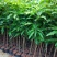 芒果苗1m以下