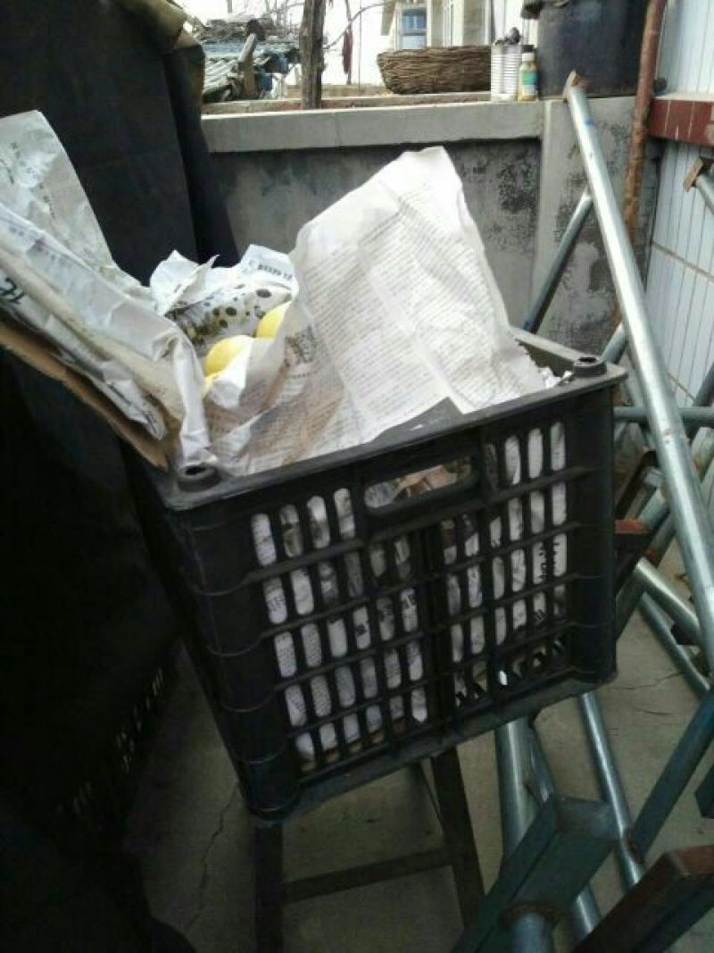 京白梨150~200g纸箱