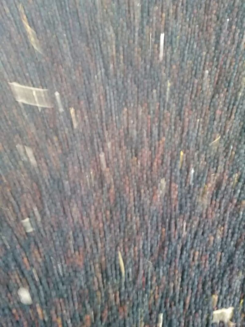 油菜籽1
