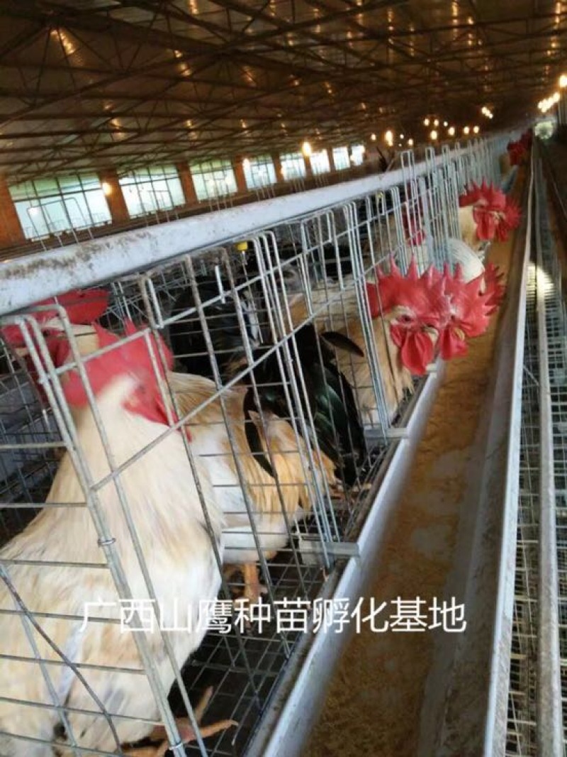 鸡苗