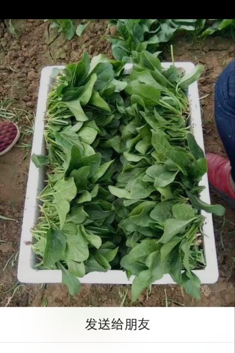越冬菠菜