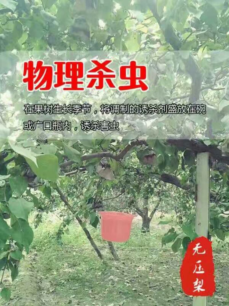 雪花梨450~500g纸箱