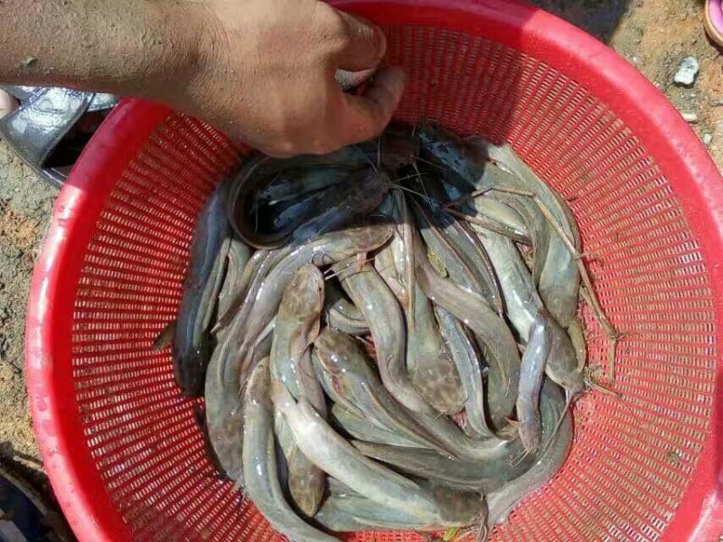 池鲤鱼食用1~2公斤