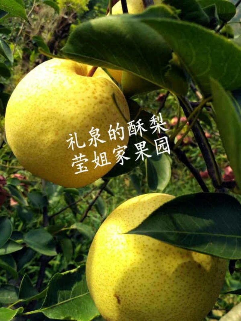 礼泉酥梨350~400g纸袋