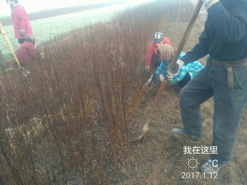 花椒苗1~2年