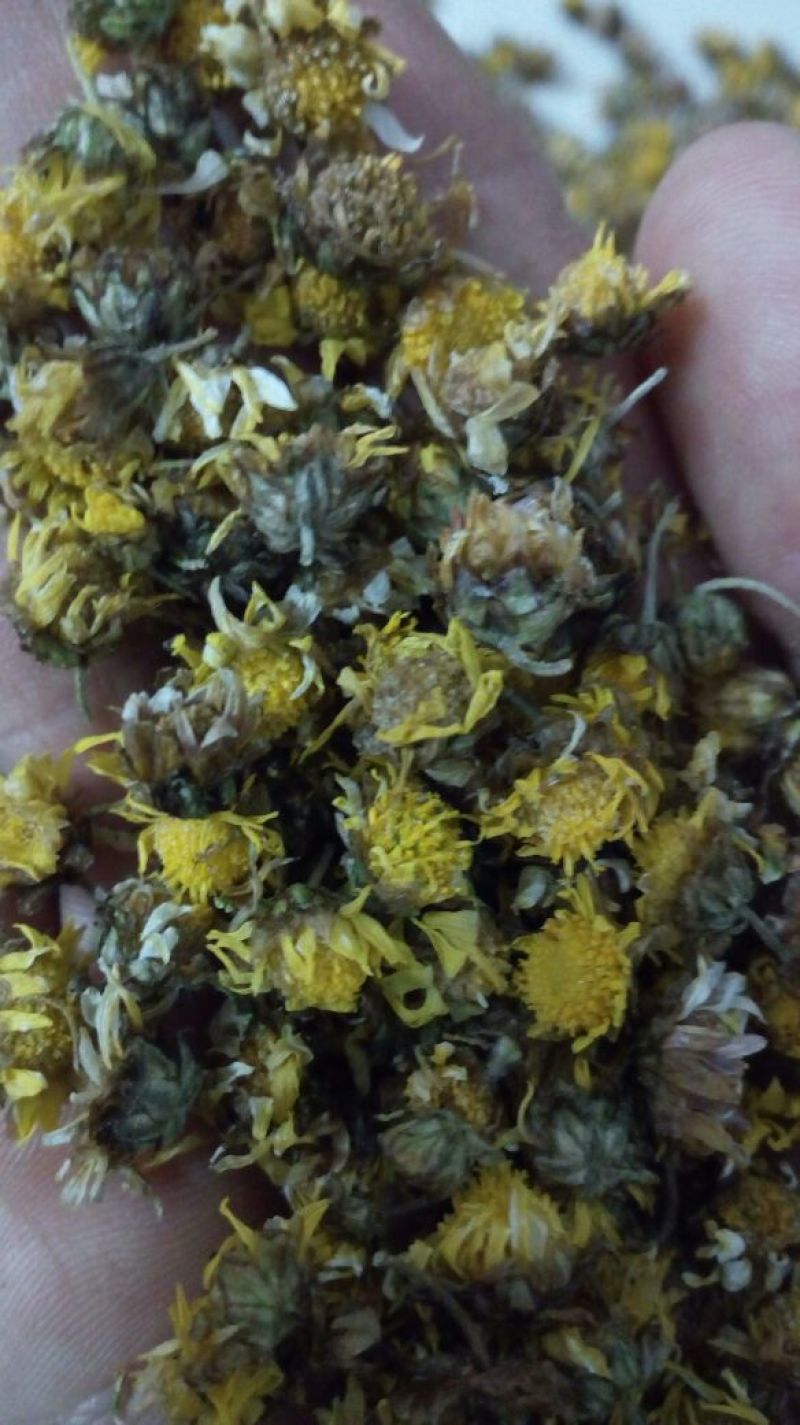 野菊花统货