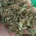 积雪草