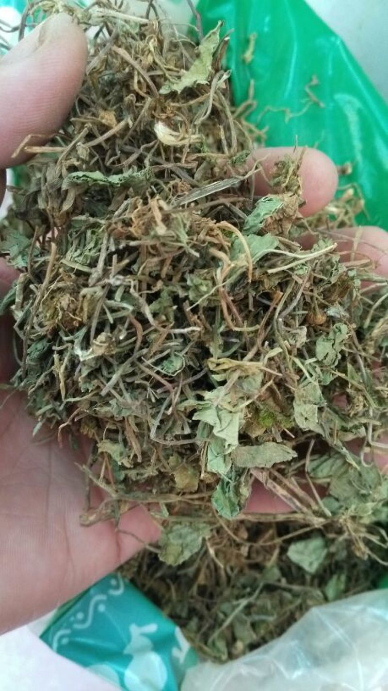 积雪草