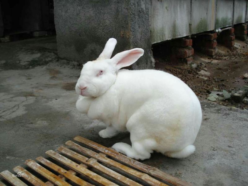 杂交野兔3~5kg
