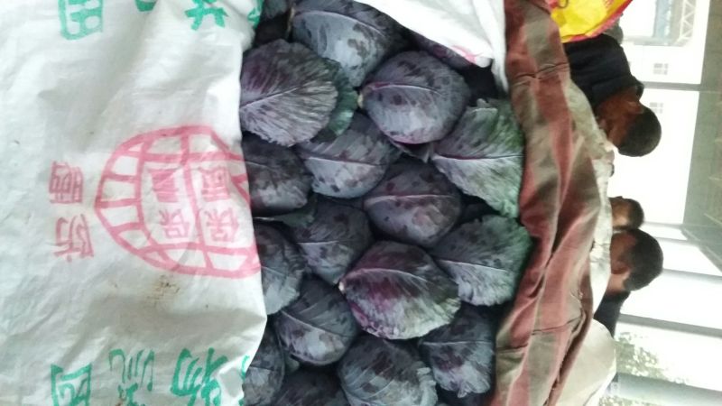 绿甘蓝1~2公斤本地长年供应各种蔬菜