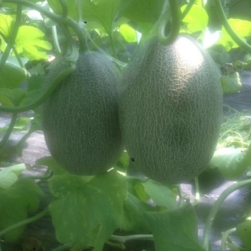 西州蜜瓜