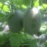 西州蜜瓜