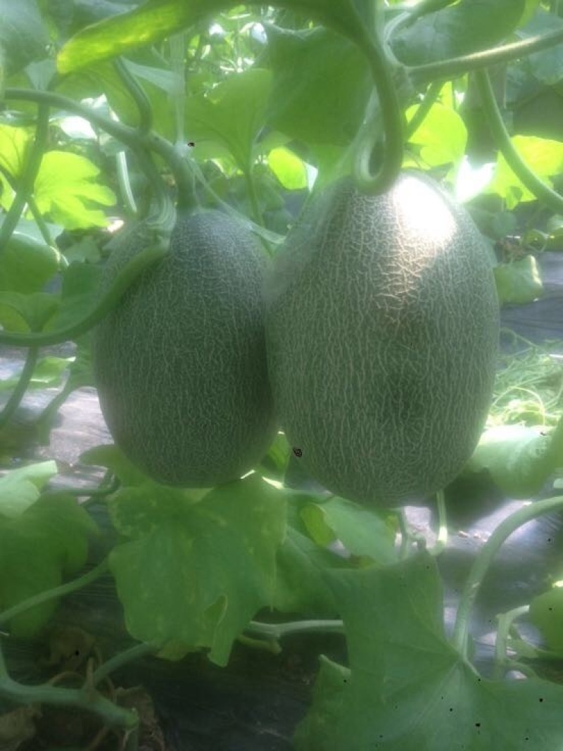西州蜜瓜