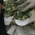 白花菜散装