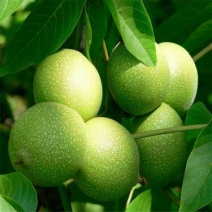 核桃苗100~150cm一年苗