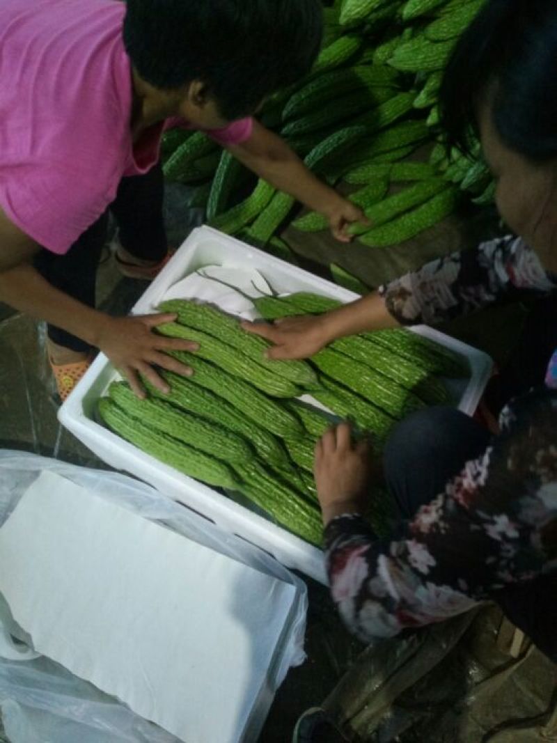 苦瓜货量大刚上市质量好