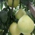 红心蜜柚苗0.2~0.5cm0.3~0.5m