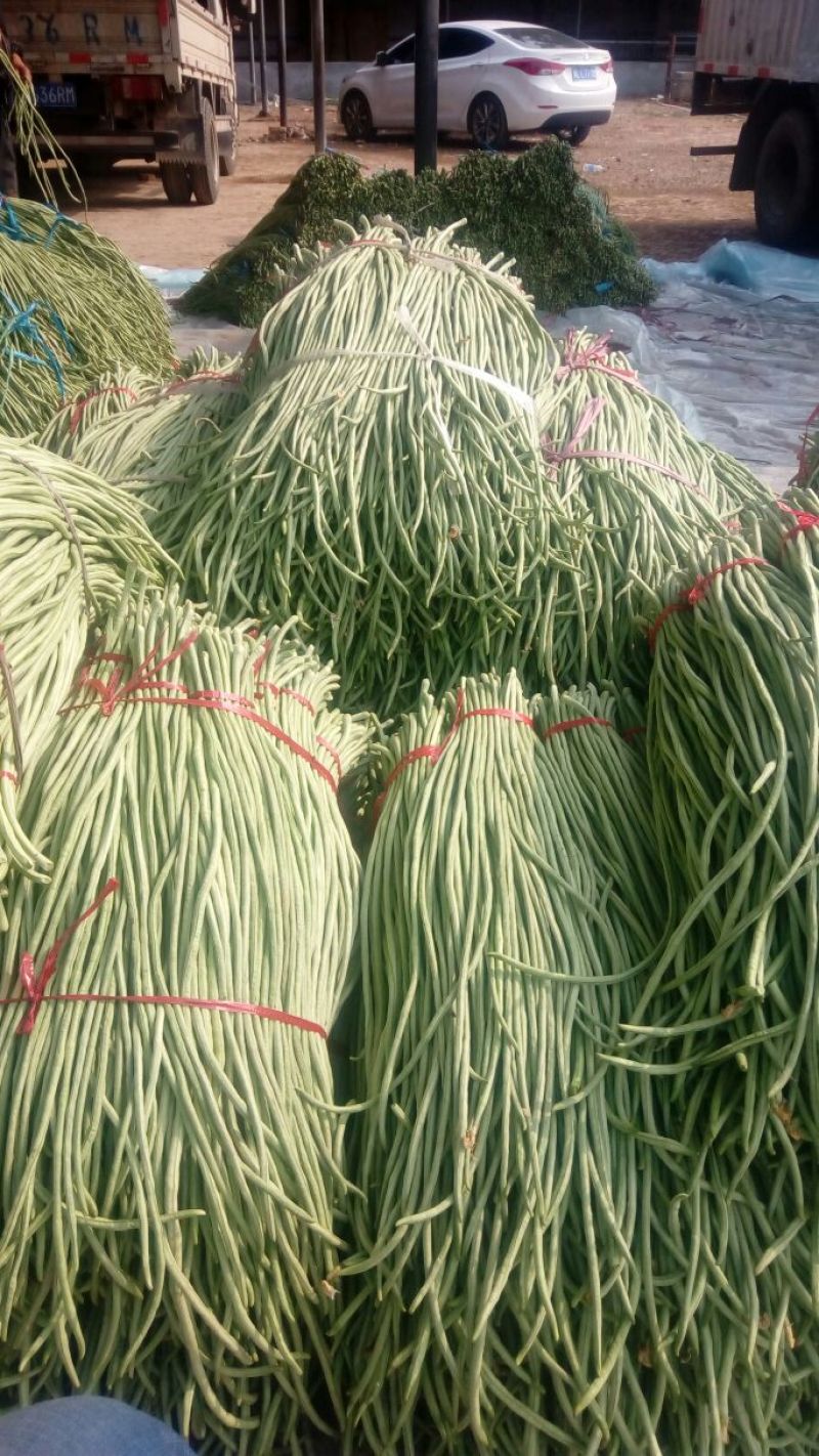 精品长豆角，大量上市，货源充足，质量很好，提供各种包装