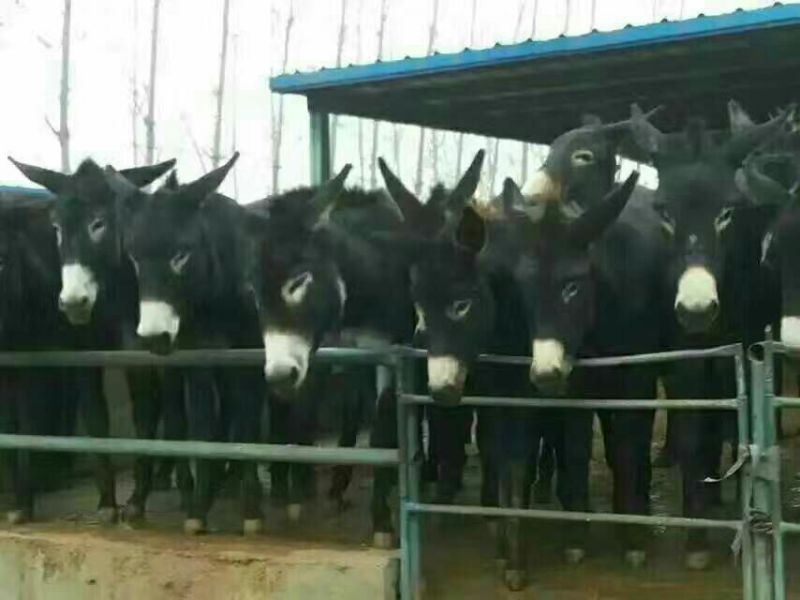 肉驴100~200斤