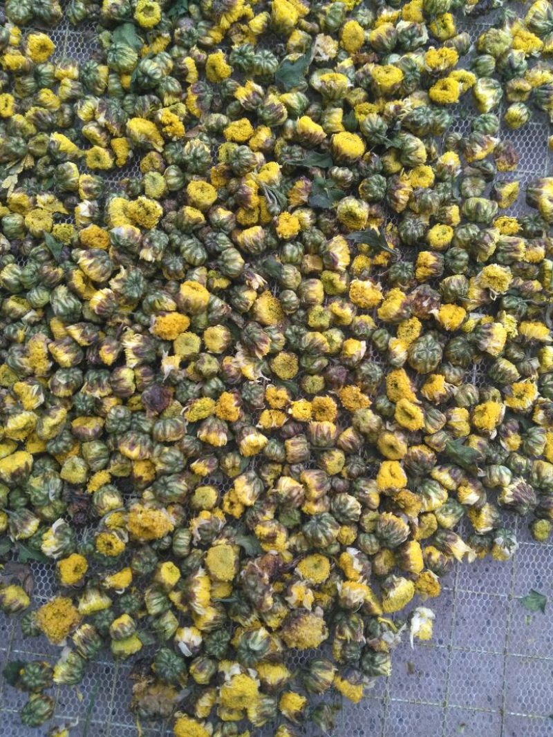 白菊花茶
