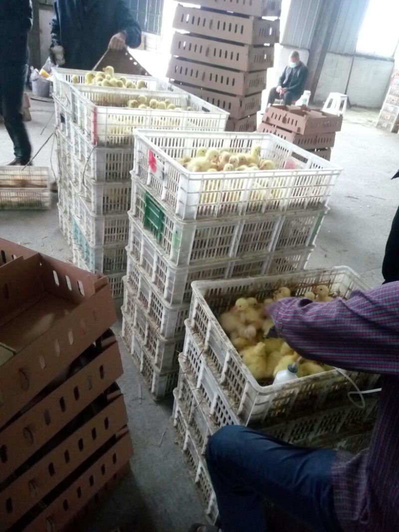 狮头鹅苗250g以下