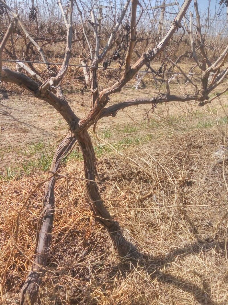 葡萄树1.1~1.5m各种规格齐全淘汰葡萄树苗大量