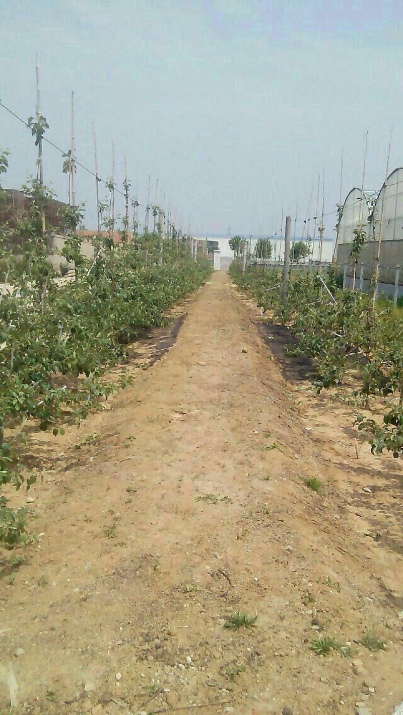 山东烟台栖霞市红富士苹果树苗