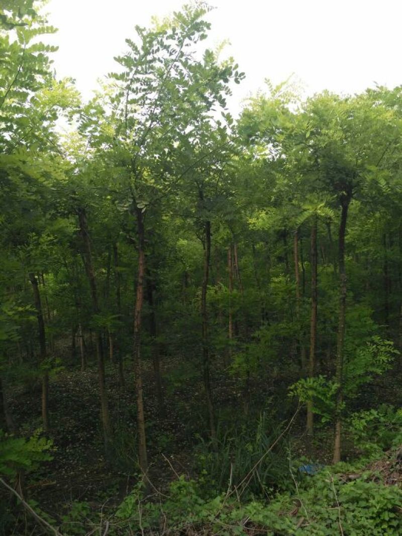 垂柳16~18cm12~14cm3.5~4米