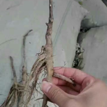 油牡丹苗20~30cm