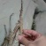 油牡丹苗20~30cm