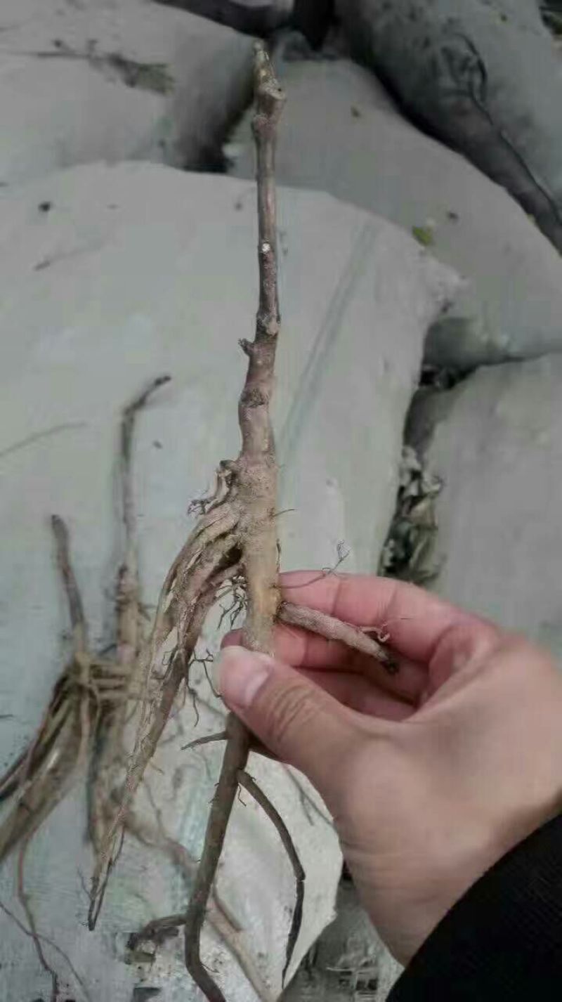 油牡丹苗20~30cm