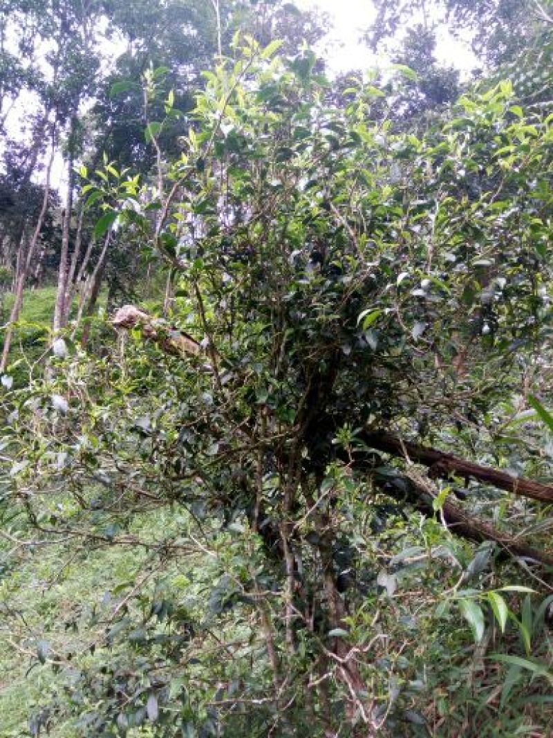 普洱茶散茶