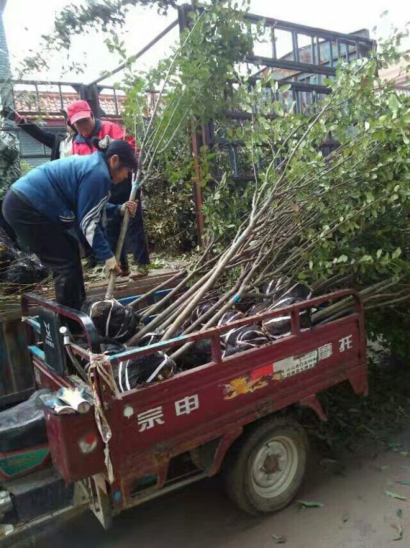 樱花树樱花日本晚樱日本早樱规格齐全